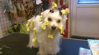 Psie spa strzyżenie psów Koszalin